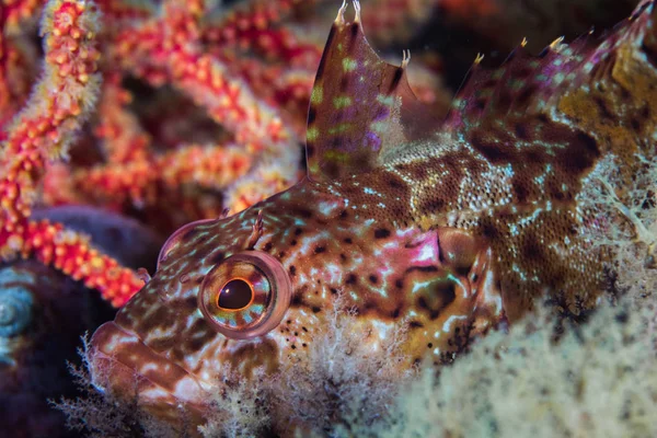 Super Klipfish Clinus Superciliosus Underwater Closeup Multi Colour Fish Hiding — Stock Photo, Image