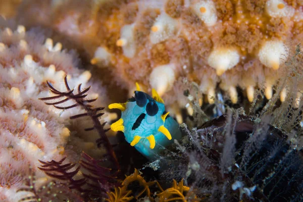 Nudibranch Polycera 海蜗牛的头的水下前面看法 — 图库照片