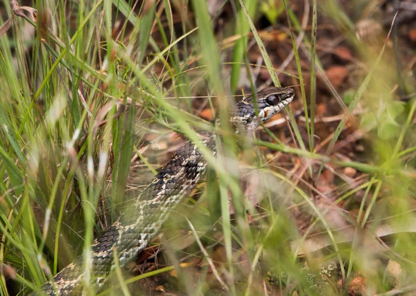 Spotted Grass Snake (Skaapsteker) in the grass close up. Light colour body between the dark pattern of oval brown spots with black outlines.