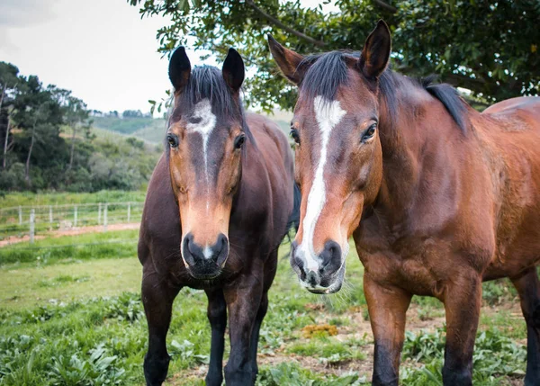 Two Thoroughbred Horses Standing Outdoors Paddock Close Faces Facing Camera — Stock Photo, Image
