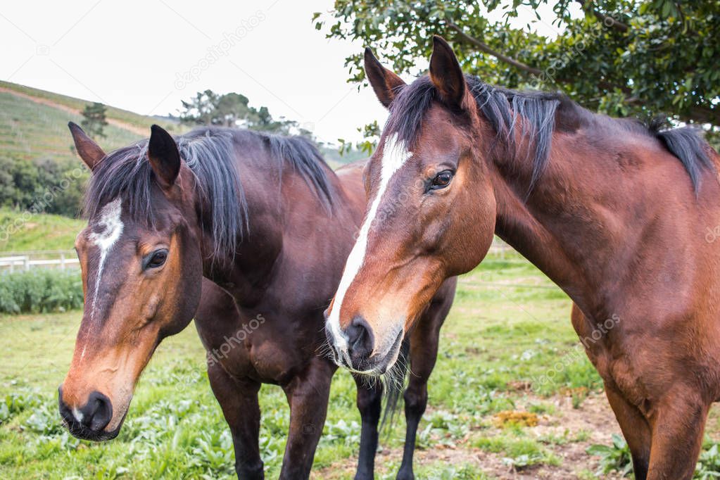 Two Thoroughbred Horses standing outdoors in their paddock close up of their faces, side view.  