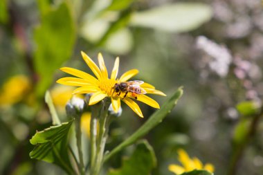 Polen toplama sarı çiçekler üzerinde oturan bir bal arısı yan görünüm kapat.