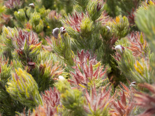 Peludo Sudafricano Fynbos Planta Primer Plano — Foto de Stock