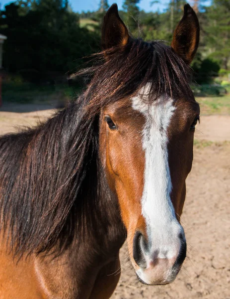 Close Brown Horse Head White Stripe Facing Camera — Stock Photo, Image