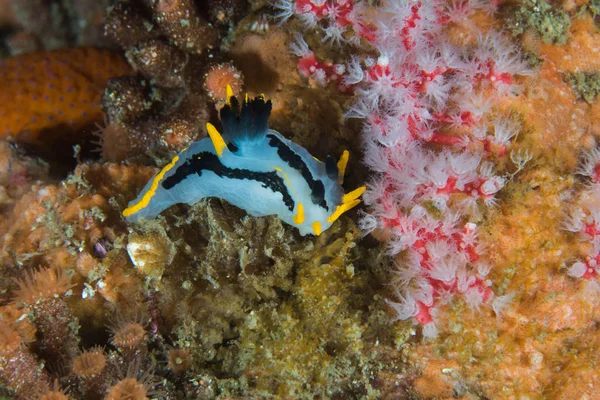 Une Petite Nudibranche Couronnée Polycera Capensis Sur Récif Corps Blanc — Photo