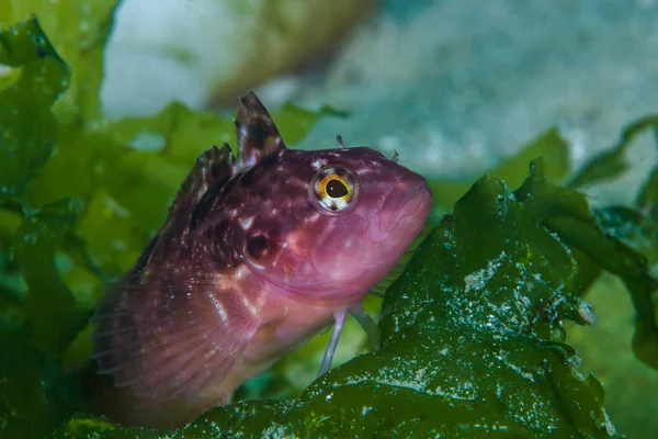 Brightly Colored Super Klipfish Clinus Superciliosus Hiding Some Seaweed — Stock Photo, Image