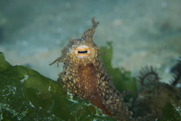 Primer Plano Pulpo Común Escondido Con Cabeza Los Ojos Sobresaliendo — Foto de Stock