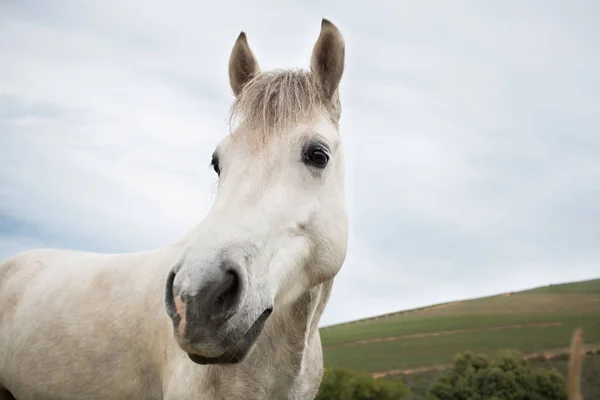 White Work Horse Looking Camera Closeup His Face Sky Background — Stock Photo, Image