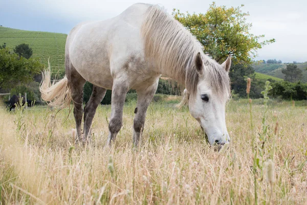 Cavalo Trabalho Branco Uma Cabeça Campo Para Baixo Pastoreio Comprimento — Fotografia de Stock