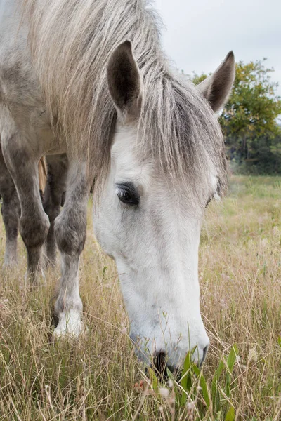 White Work Horse Standing Field Grazing Facing Camera Closeup His — Stock Photo, Image