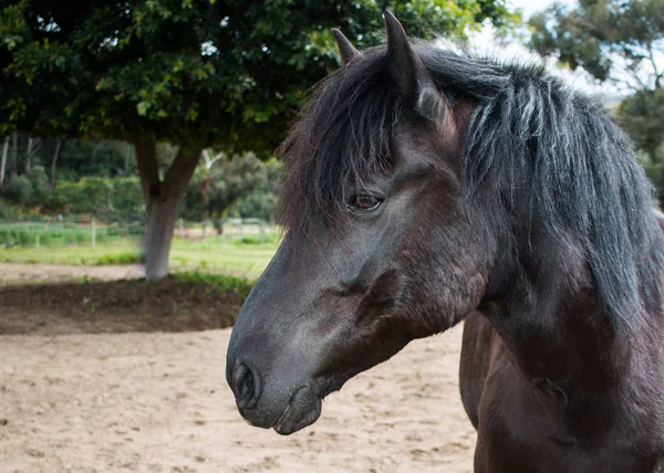 Black Friesian Cross Horse Standing Outdoors Closeup His Face Side — Stock Photo, Image