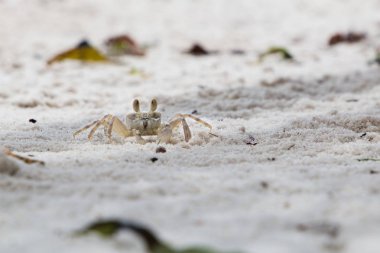 Mafya Adası, Tanzanya plajda çalışan küçük bir hayalet yengeç.