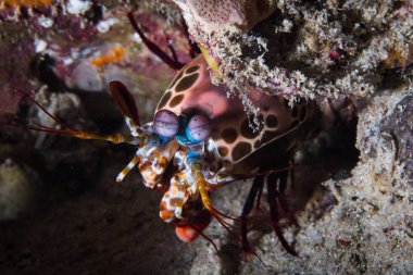 A yakın çekim bir kaya kayalıkta Mantis karides (Odontodactylus Scyllarus) bakan dibinden,.