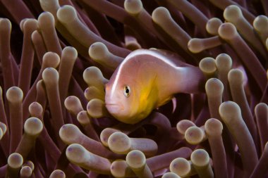 Bir Nosestripe tehlikede - kokarca palyaço balığı (Amphiprion Akallopisos) içinde onun anemone kamera karşı karşıya. Hani turuncu gövdeli sırtını genelinde beyaz çizgili.