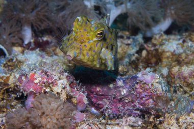 A yakın çekim Thornspine Cowfish - Backspine Cowfish (Lactoria Fornasini). Kahverengi renk vücut mavi desen ve onun arkasından çıkıntılı omurga. 