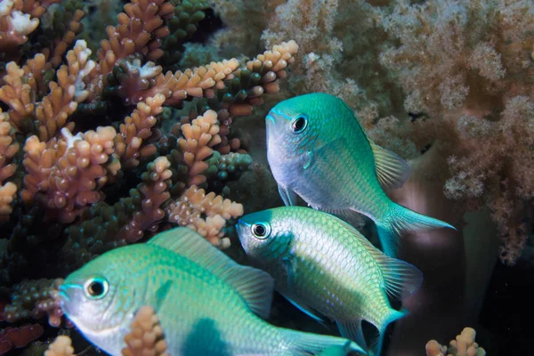 Närbild Blå Grön Chromis Fisk Blå Pullerfish Chromis Viridis Små — Stockfoto