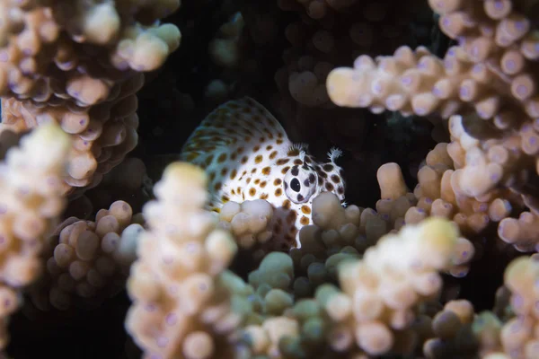 Leopard Blenny Leopard Rockskipper Exallias Brevis Fish Hiding Coral Reef — Stock Photo, Image