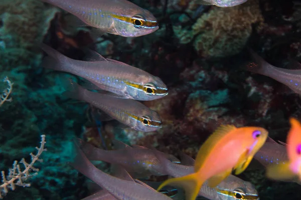 산호초에 Cardinalfish Goldbelly Cardinalfish Ostorhinchus Apogonoides 클로즈업 — 스톡 사진