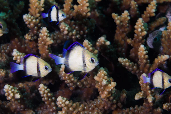 Twobar Humbug Indian Dascyllus Dascyllus Carneus Fish Hiding Coral Reef — Stock Photo, Image