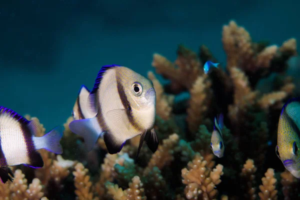 A Twobar Humbug - Indian Dascyllus (Dascyllus Carneus) fish hiding in the coral on the reef. A small, rounded, light colored body with two dark stripes and blue fins.