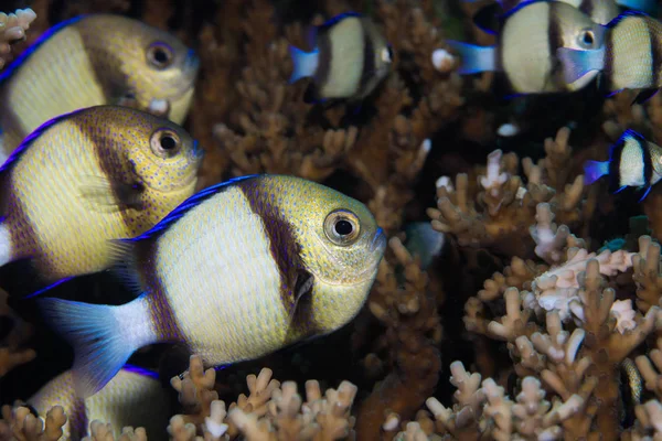 A Twobar Humbug - Indian Dascyllus (Dascyllus Carneus) fish hiding in the coral on the reef. A small, rounded, light colored body with two dark stripes and blue fins.