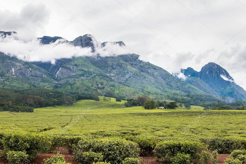 Cloudy sky with Mount Mulanje and tea plantations at the foot of the mountain.