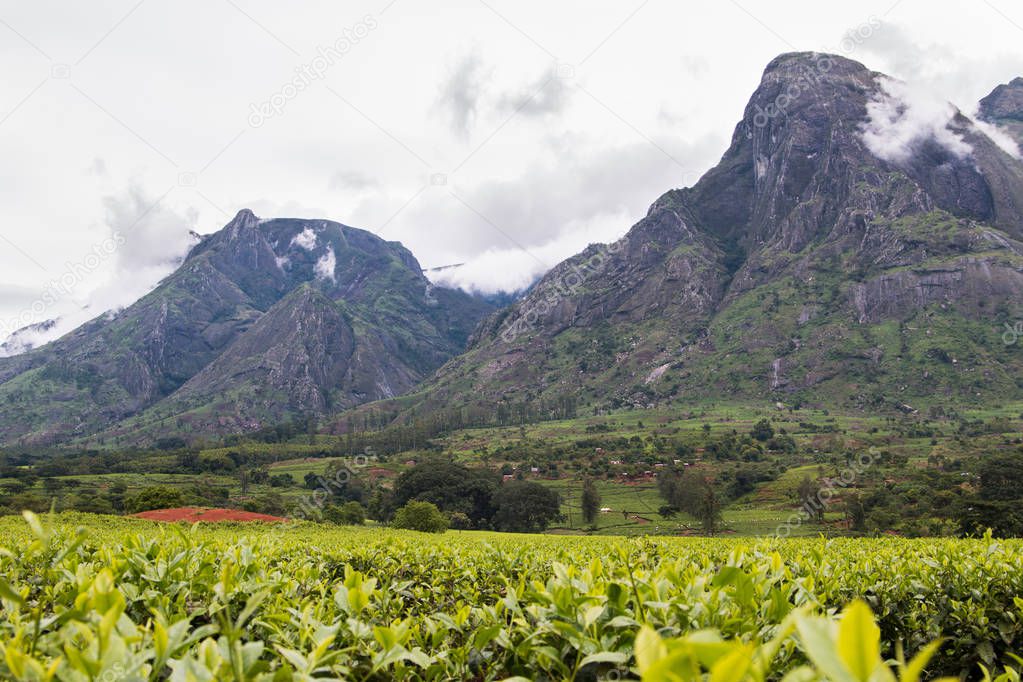 Cloudy sky with Mount Mulanje and tea plantations at the foot of the mountain.