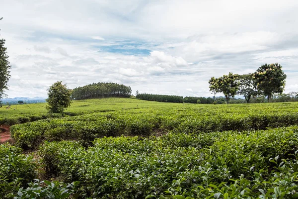 Hermosas Plantaciones Verde Mulanje Malawi — Foto de Stock