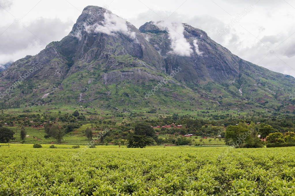 Cloudy sky with Mount Mulanje and tea plantations at the foot of the mountain.