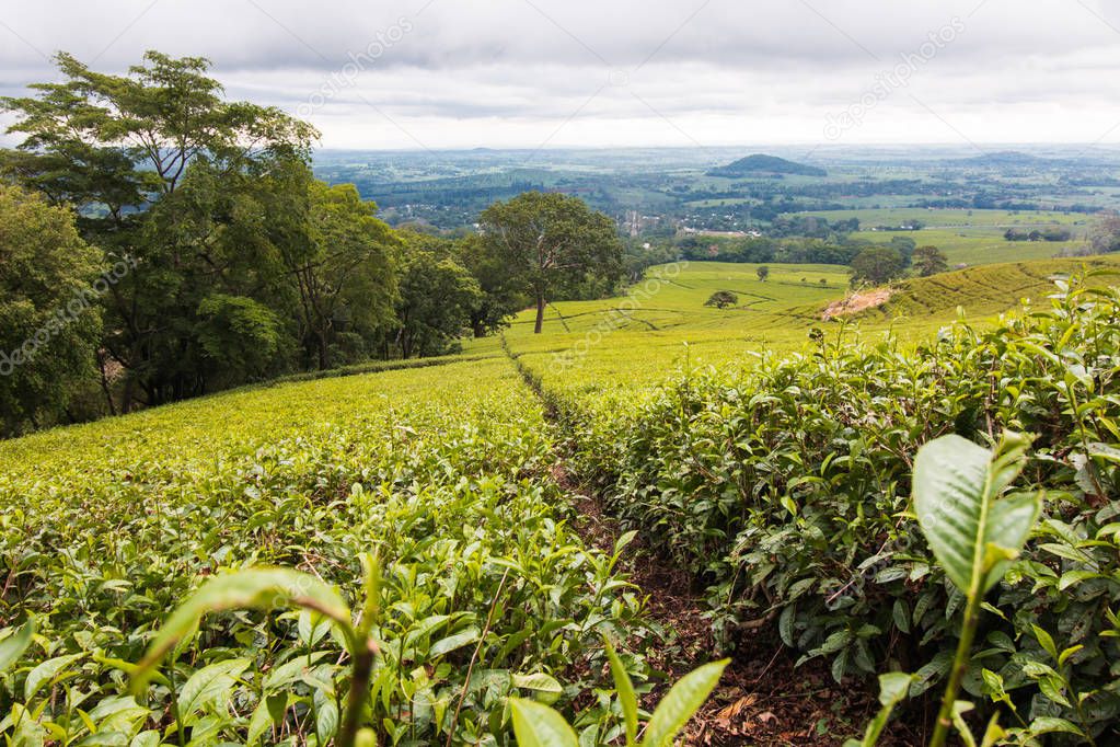 Beautiful green tea plantations of Mulanje in Malawi.