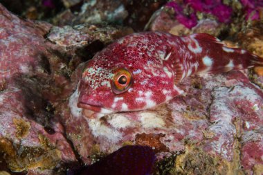 Rocksucker ya da dev clingfish (Chorisochismus sarpa) bir kaya tam uzunlukta çekimde kamera karşı karşıya balık.