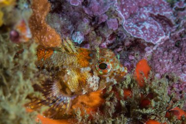 Resif üzerinde oturan Cape triplefin blenny (Cremnochorites capensis) Balık closeup yan görünüm.