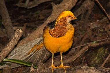 Golden Pheasant full length standing on the ground facing the camera. Bird with yellow gold feathers and long tail. clipart