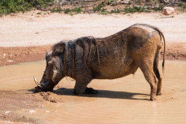 Büyük erkek warthog duran bir çamur havuzunda diz bükme ile orta gündüz ısı soğutmak. Hayvanın tam uzunlukta yan görünümü.