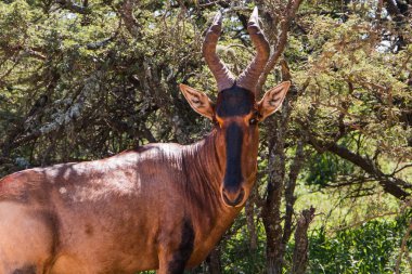 Tsessebe (Red Hartebeest) head and shoulders portrait of animal facing the camera. Large antelope with chestnut brown body and black face. clipart