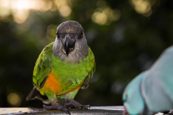 Brown-headed Parrot (Poicephalus cryptoxanthus) facing the camera full length eating seeds outdoors. Green bird with yellow belly and grey brown head.