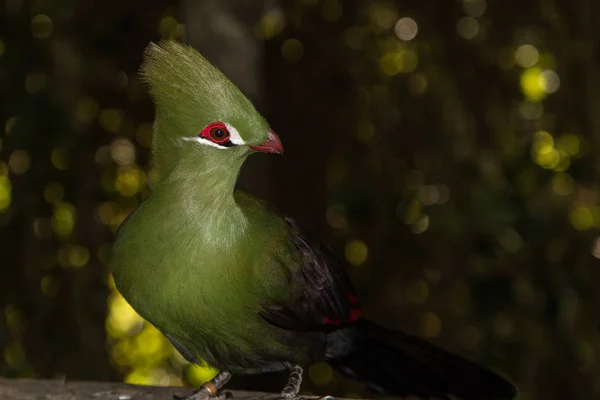 Knysna Turaco Knysnaloerie Cresta Larga Pájaro Verde Pico Rojo Sentado — Foto de Stock