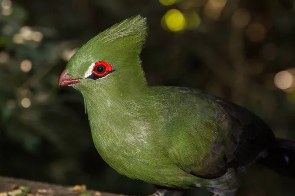Knysna Turaco Knysnaloerie Yeşil Kuş Uzun Crest Kırmızı Gaga Oturan — Stok fotoğraf