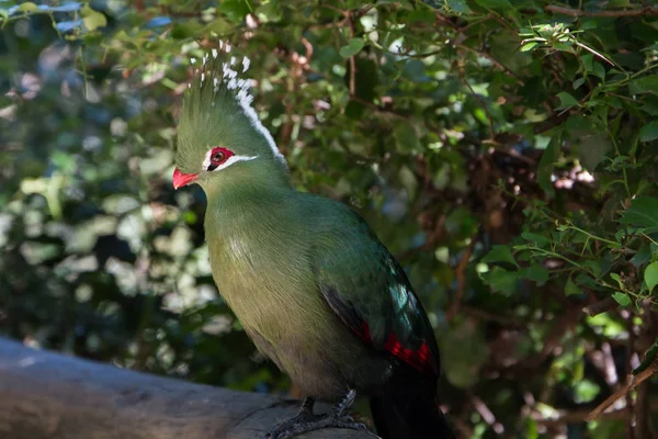 Piedras Vivas Turaco Mosambiekloerie Cresta Larga Pájaro Verde Con Puntas — Foto de Stock