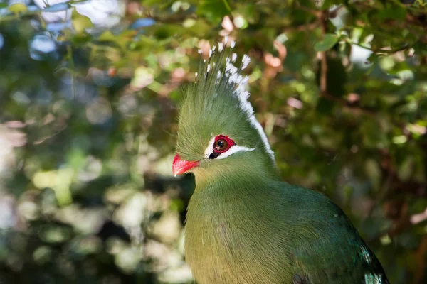 Livingstones Turaco (Mosambiekloerie), green bird long crest with white and black tips and red beak sitting in a tree close up.