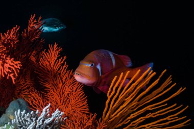 Bir Kırmızı Roma sualtı sahnesi - Çipura (Chrysoblephus laticeps) turuncu deniz hayranları ile mercan resifi üzerinde yüzme balık. 