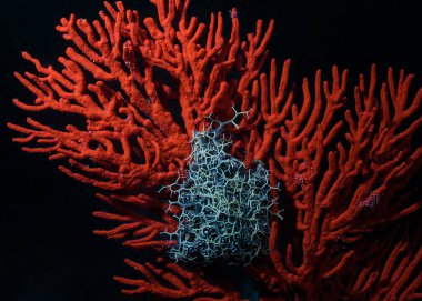 Sepet Yıldızı (Astrocladus euryale) koyu arka plan ile sualtı turuncu bir deniz fan bağlı.