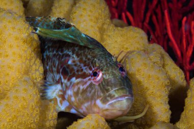 Süper Klipfish (Clinus superciliosus) kameraya bakan mercan resifi üzerinde balık yakın.