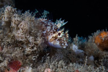 Cape triplefin blenny (Cremnochorites capensis) resif üzerinde kamera bakan balık closeup.