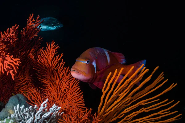 Underwater Scene Red Roman Seabream Chrysoblephus Laticeps Fish Swimming Coral — Stock Photo, Image