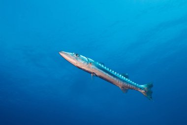 Blackfin barracuda (Sphyraena cin) açık mavi suda yüzme.