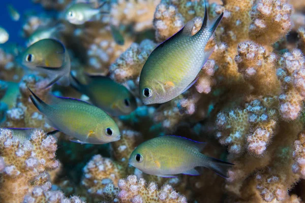 Arabisk Chromis Chromis Flavaxilla Fiskar Som Gömmer Sig Hård Korall — Stockfoto