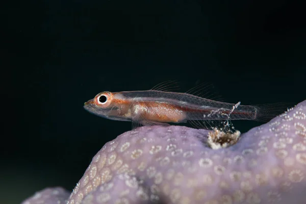 Macro Photo Common Ghostgoby Pleurosicya Mossambica Fish Perched Hard Coral — Stock Photo, Image