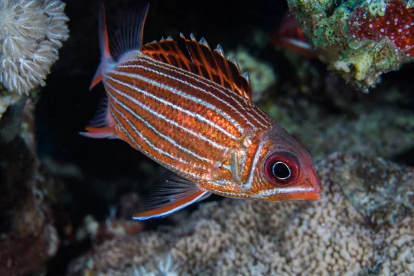 Crown squirrelfish (Sargocentron diadema) bright metallic orange/ red colored fish with white stripes down the side of the body close up.