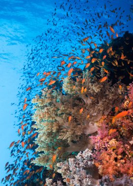 Mercan resifi ve Lyretail anthias sürüsü deniz manzarası (Pseudanthias squamipinnis) arka planda mavi su ile yumuşak mercan çevreleyen.